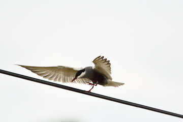 Wall Mural - Chlidonias leucopterus on the wires