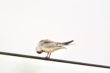 Wall Mural - Chlidonias leucopterus on the wires