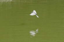 White Wagtail In Flight