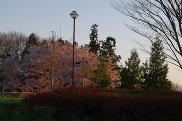  早朝の朝日を浴びて輝く桜と木々