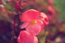 Close Up Pink Begonia Flower In The Garden