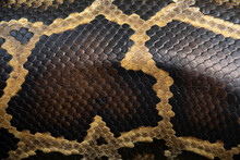 Photo Of Burmese Python Scales. Natural Pattern Of A Living Snake.