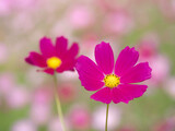 Fototapeta Kosmos - コスモスの花