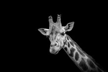 Black And White Giraffe Head Isolated On Black Background. 