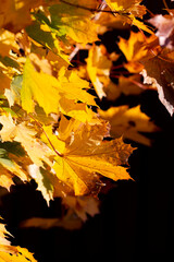 autumn maple yellow leaves as background