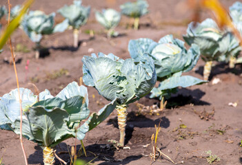 Canvas Print - Cabbage grows in the ground