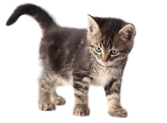  Kitten portrait isolated on a white background.