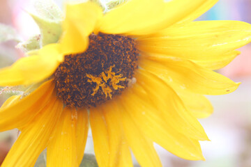 Wall Mural - Close up of beautiful sunflowers with soft colors