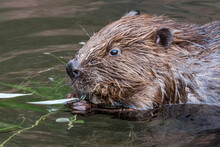 Eurasian Beaver (Castor Fiber) In The Pond