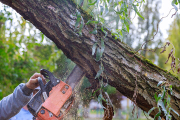 Wall Mural - Man pruning tree branches work in the city utilities after damaged trees after a storm