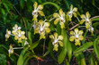 Closeup view of bright yellow and white flowers of epiphytic orchid species vanda denisoniana blooming outdoors on natural background