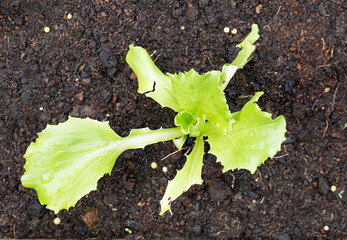 Lettuce seedling growing in a vegetable plot - it has been eaten by slugs overnight. 