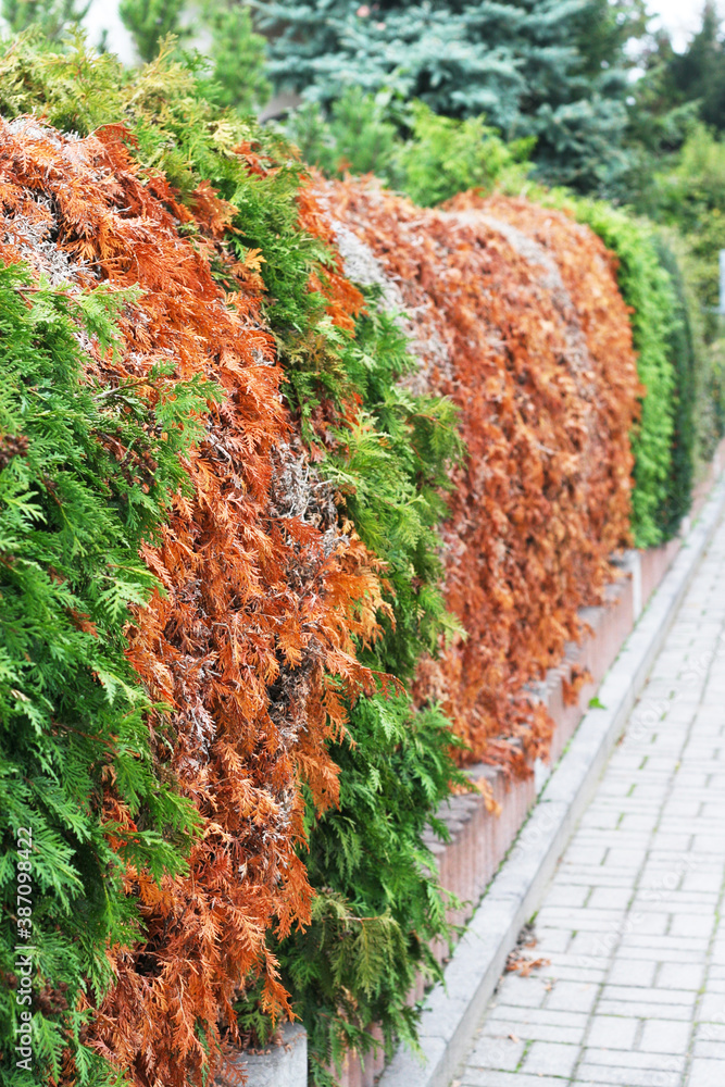 dhu thuja extern Thuja Discount Packs – Thuja Gardens main image 1