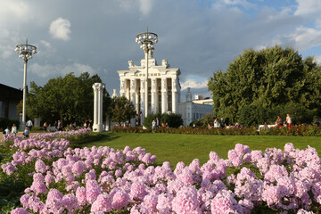 Wall Mural - Pink garden phloxes, phlox paniculata, grade Rosa Pastell. Moscow city architecture, park. VDNKh, Exhibition of Achievements of National Economy, Pavilion 68 