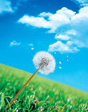 Fototapeta Na sufit - Dandelion seeds blowing away across blue sky and grassland