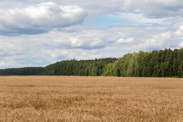 wheat field under the blue cloudy sky in the summer