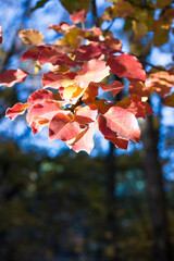 red autumn leaves