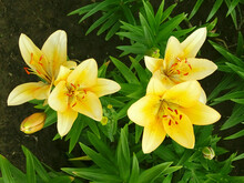 Yellow Lilies Blooming In The Garden, Top View