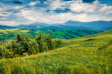 Fresh Green View Of Carpathians With Hoverla And Petros Peaks On Background. Dramatic Summer Scene Of  Carpathian Mountains. Splendid Landscape Of Ukrainian Countryside.
