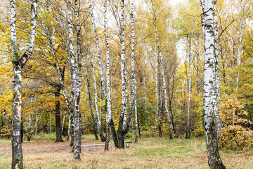 Canvas Print - clearing in birch grove in city park on autumn day