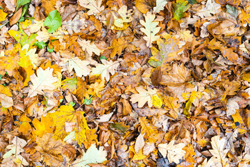 Wall Mural - top view of wet yellow fallen leaves after rain in city park in autumn