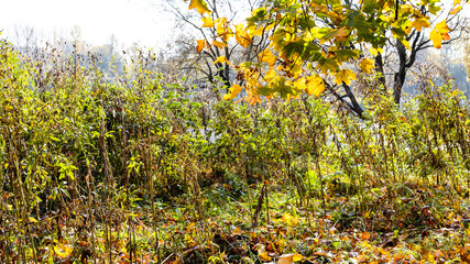Canvas Print - branch of maple tree lit by sun over overgrown lawn in city park on sunny autumn day