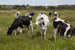© Ben - A herd of black and white cows grazing in a field in Wareham, Dorset in the United Kingdom