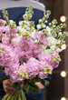 Young man florist holding big beautiful blossoming mono bouquet of pink delphinium flowers.