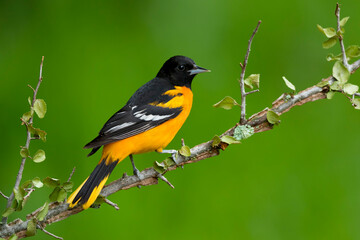 baltimore oriole, icterus galbula