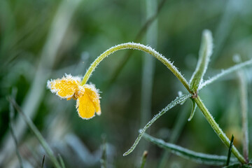 morning frosts