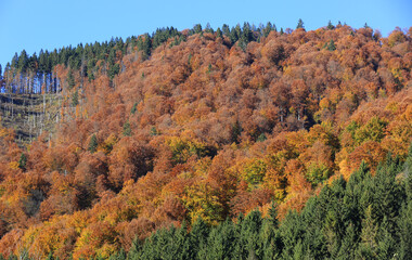 Wall Mural - autumn forest in Carpathian