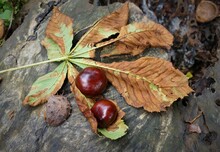 Chestnuts And Leaves On Stump