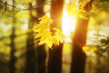 A Branch With Yellow Maple Leaves Is Illuminated By Rays Of Bright Warm Sunlight On An Autumn Day. Season.