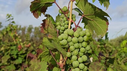 Wall Mural - White grapes are ripening. Beautiful nice grape in traditional old vineyard in Puglia, Italy