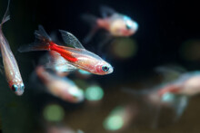 Albiono Long Fin Neon Tetra (Paracheirodon Innesi Var.) Ornamental Fish Created By Human Selection Breeding