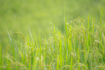 Wall Mural - Selective focused on rice and leaf in Rice field in green color leaf with warm light from sun light in the morning.