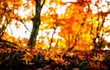 © taaee - Maple leaves in beautiful fall.