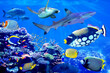 Shark and sea turtle visiting coral reef with beautiful marine fish