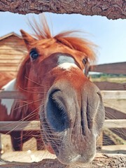 portrait of a horse