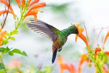 a copper-rumped hummingbird feeding on the honeyscukle plant in a garden. hummingbirds and flowers, 