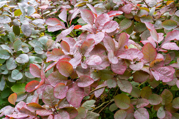Wall Mural - Full frame close up of dew covered foliage of Smoke Tree, Cotinus 'Grace'. Leaves turning from green to deep red in the Autumn.