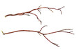 Set of dry red twigs
