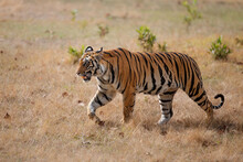 Tiger, Bengal Tiger (Panthera Tigris Tigris), Walking In Bandhavgarh National Park In India