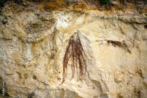 Fotomural Roots of plants and trees on a steep bank cliff.