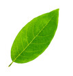 Leinwandbild Motiv green leaf on a white isolated on white background