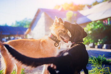 Ginger friendly dogs walk in the courtyard in the summer