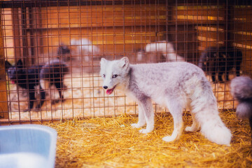 Sticker - Little cute three-month-old Arctic foxes rescued from the fur production in a shelter