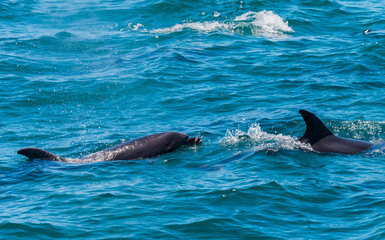 Pair of dolphins in Bay of Islands, New Zealand