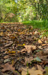 © Iven O. Schlösser - Close-up of fallen leaves at a roadside, brown and orange autumn leaves on a walking path