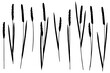 Reeds  silhouettes set on white background
